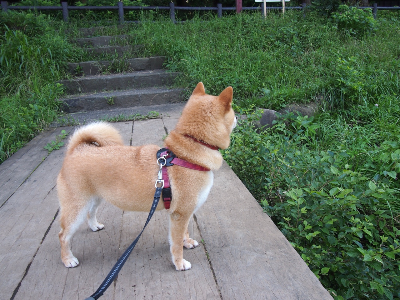 青少年体育人才选拔标准制定，青少年体育事业