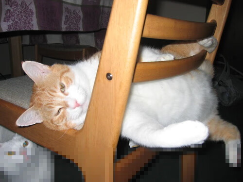 Kaiyun APP-“快攻制胜！新都福乐球赛选手展现非凡技艺”