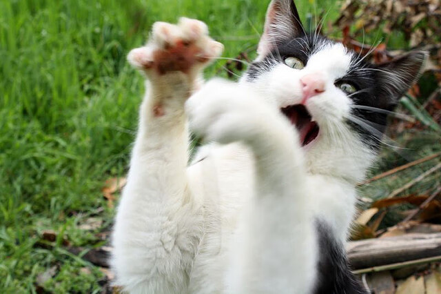 东亚杯中国足球战平 球员心理素质考验，东亚足协