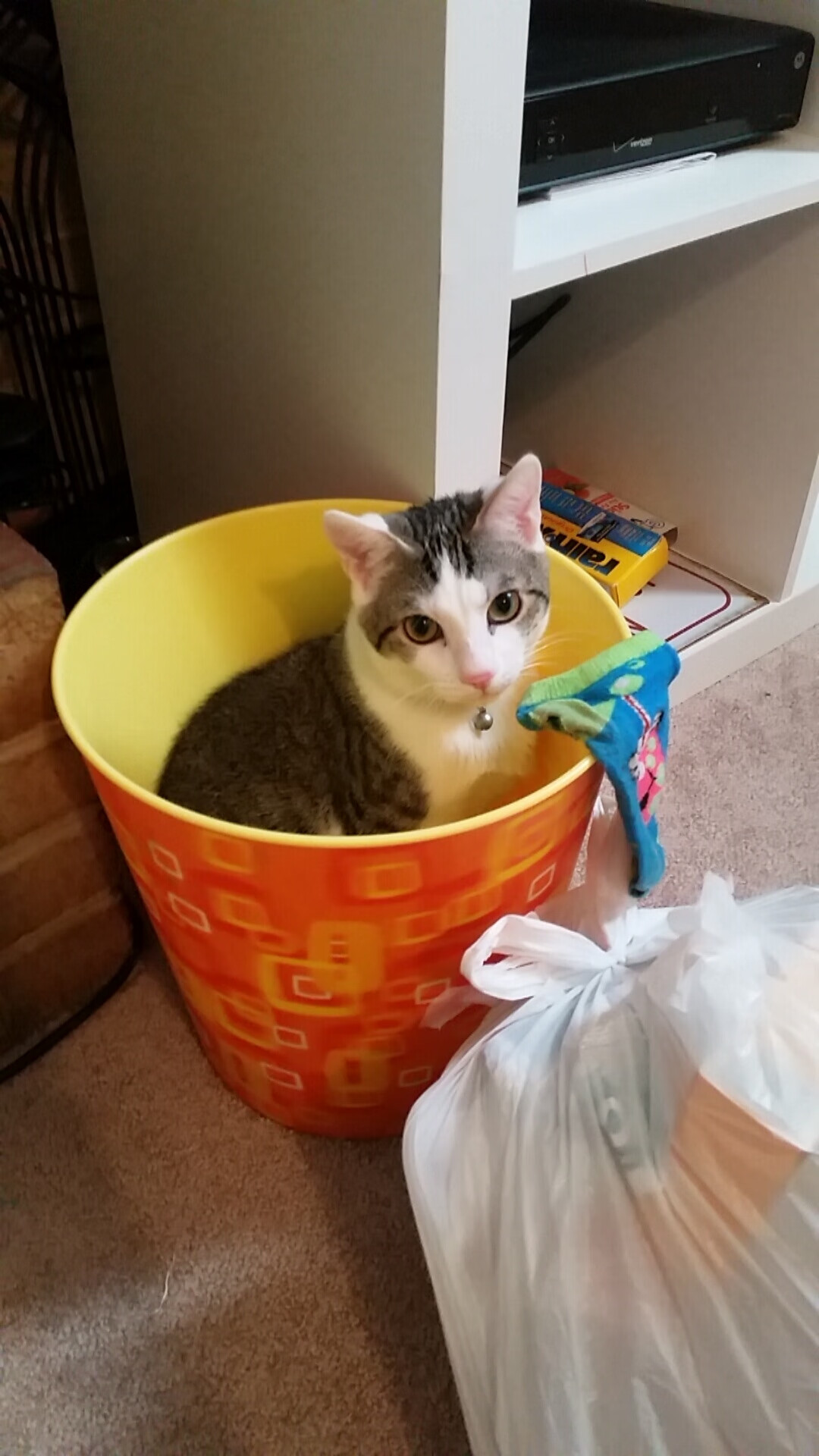 中国香港队赛制创新:如何通过新规则提升整体作战能力,香港队再添一枚金牌