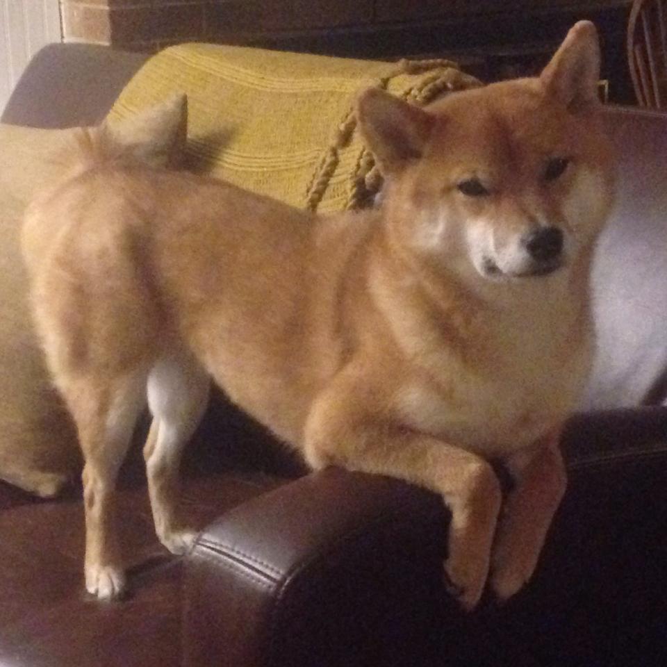 开云·体育官方网站入口-中美澳德蝶泳节奏变化趋势同步对比，蝶泳奥运会比赛视频