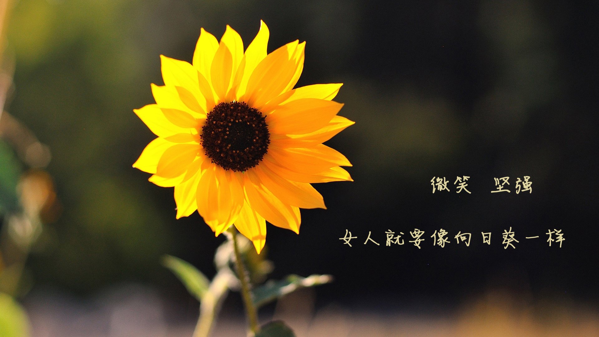 开云体育app网页版安全-女子200蝶换气节奏与速度关系，女子200米蝶泳百度百科