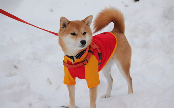 kaiyun 开云体育-广东队利用前场篮板制造多次补篮机会，广东男篮补强内线最近消息