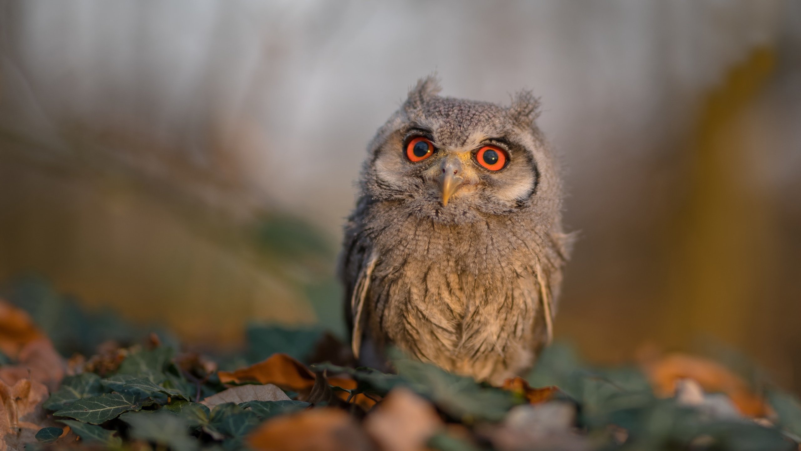 训练中心配置心理恢复室提升选手情绪管理，心理康复训练营