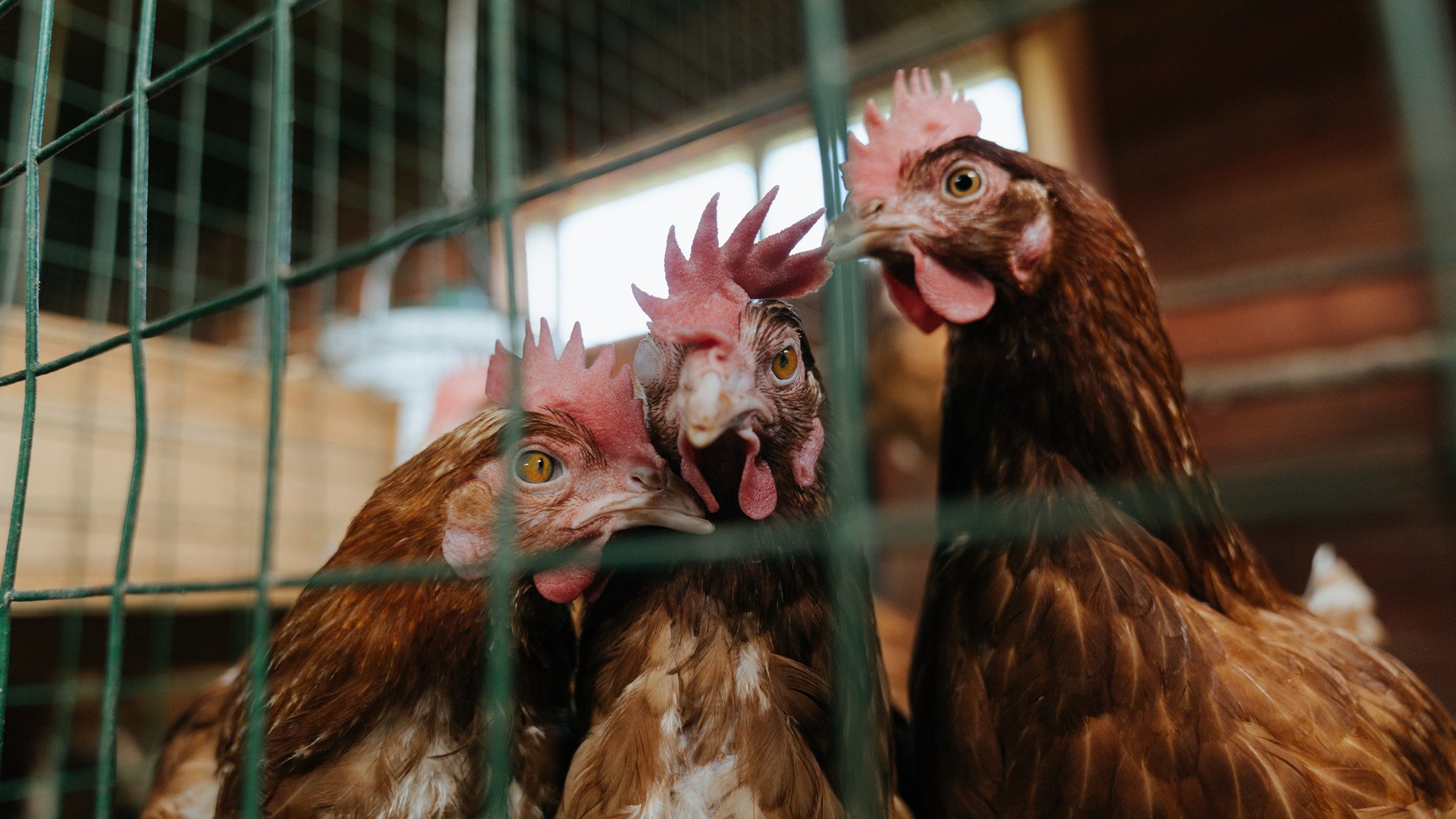 “埃尔斯·霍斯特再度证明自己是南非羚羊队的绝对核心”