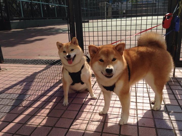 世界杯超级戏剧:逆境中创造奇迹!,世界杯演义