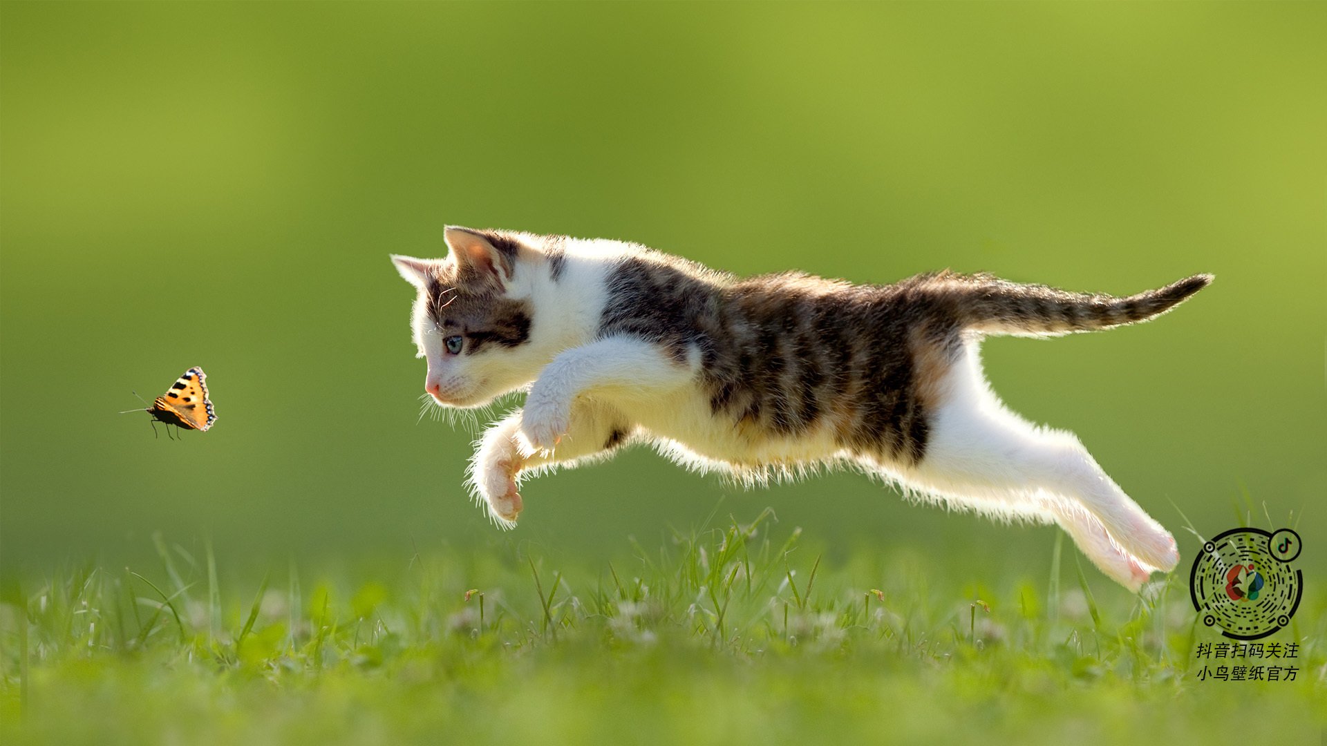 全黑队在橄榄球锦标赛中凭借极高的战术执行力获得领先，橄榄球全黑队什么意思