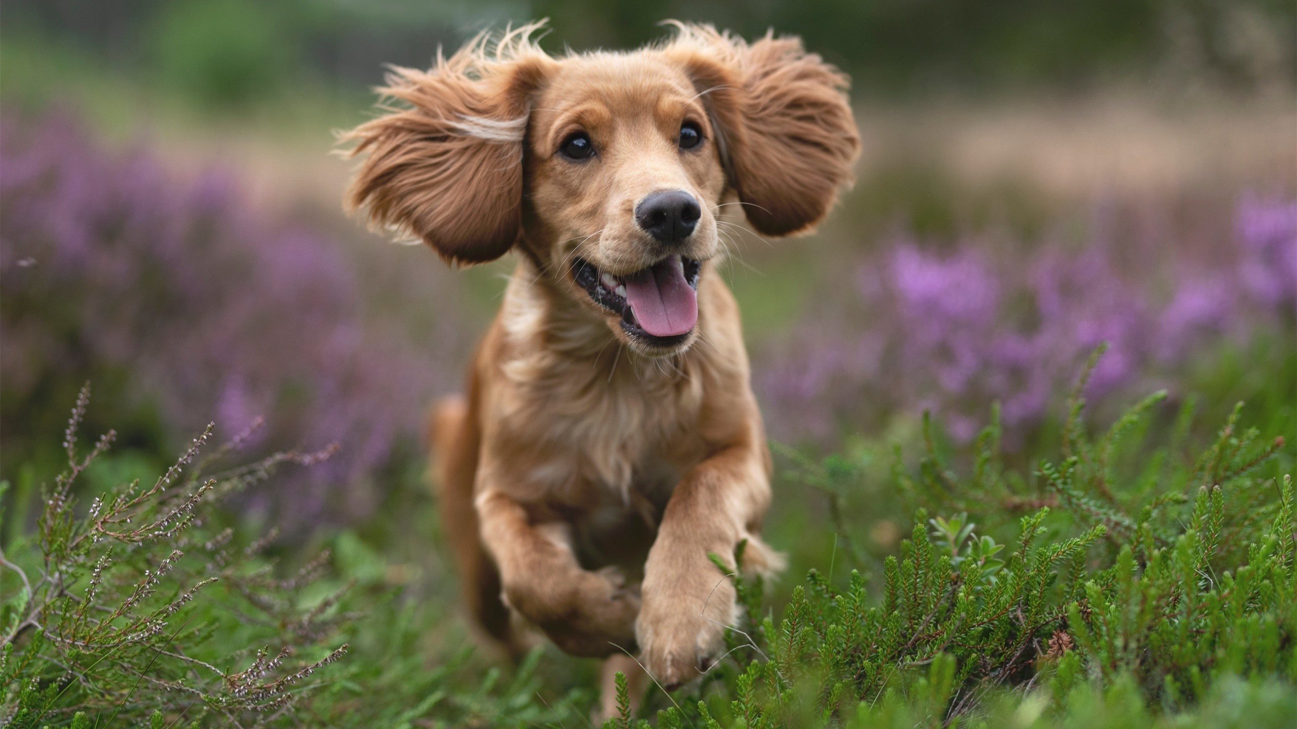 全黑队的进攻威胁不断，球队打法令对手难以应对，全黑队战舞