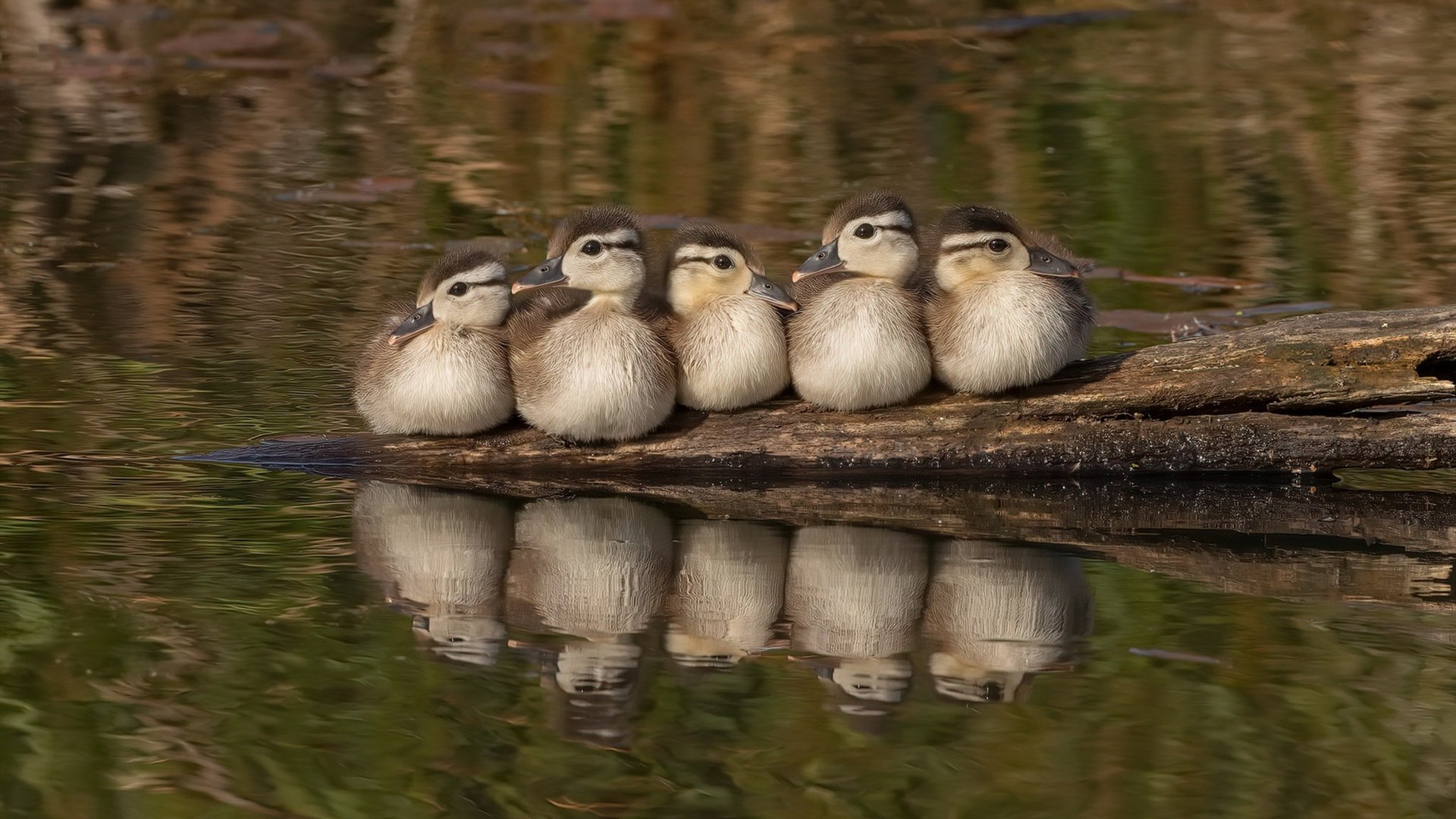 塞尔·拉恩:全黑队的“极速破坏者”,突破后的传球总能撕开对方防线