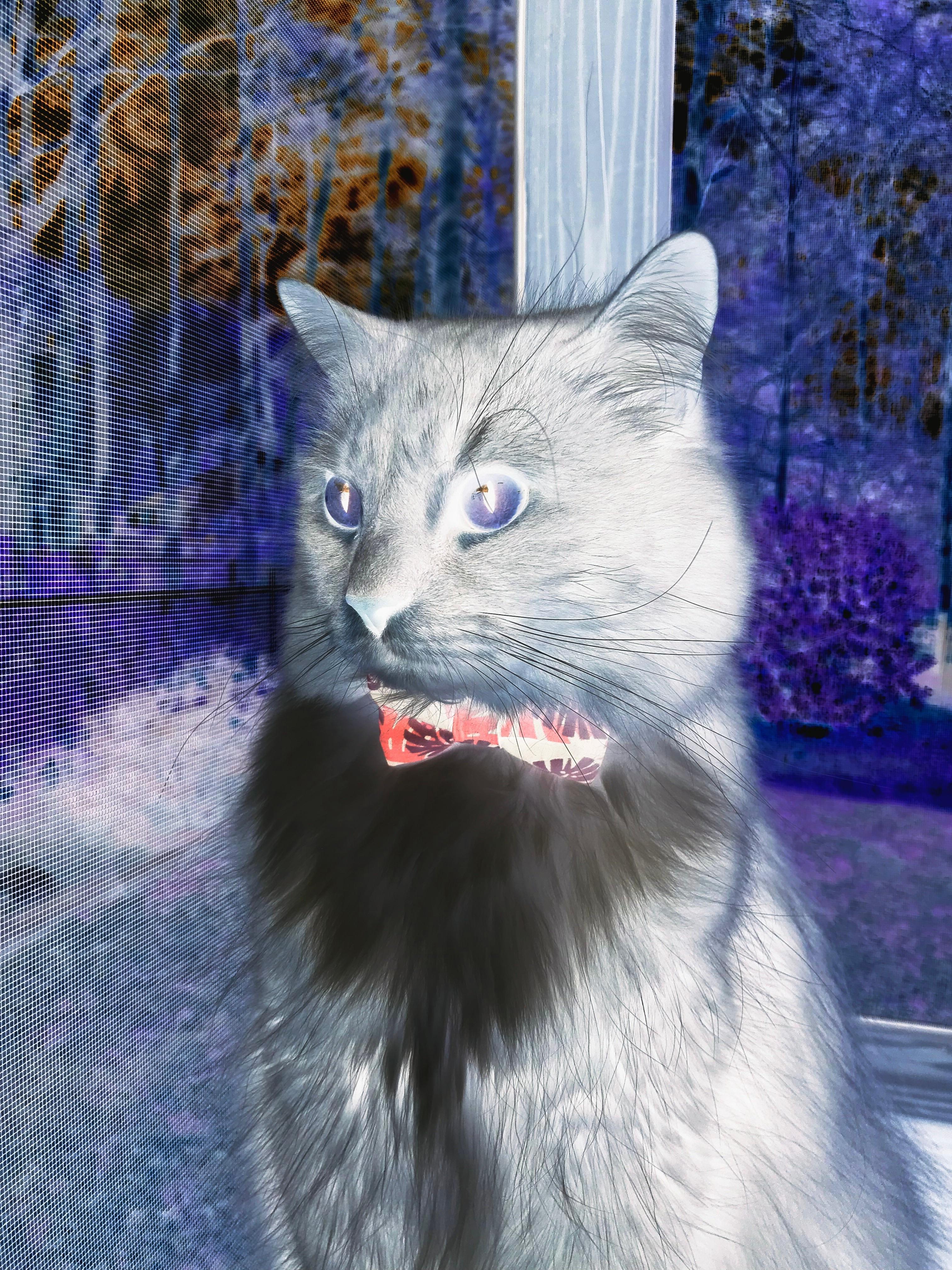 塞尔维亚男篮在欧洲预赛中表现优异，迈向更大舞台，塞尔维亚男篮怎么样