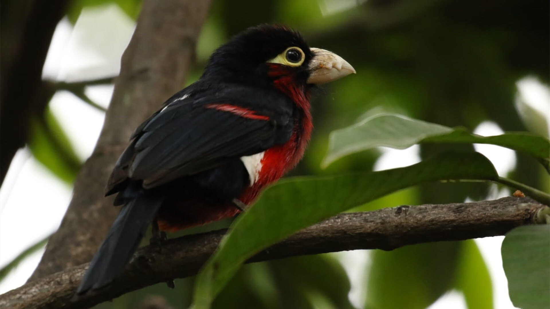 巴西队在南美预赛中高居榜首，世界杯冲刺步伐加快